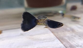 Gupky Blue Metalic - 4