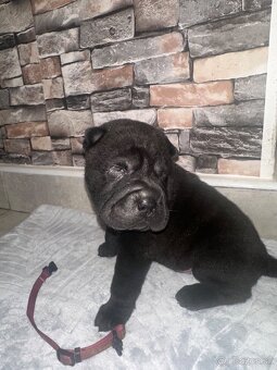 Sharpei - 4