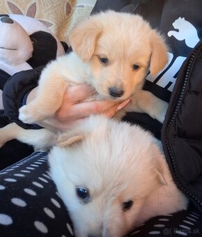 darujeme šteniatka - 4