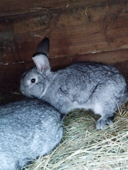 Cinčila Velka - Mäsové plemeno - 4