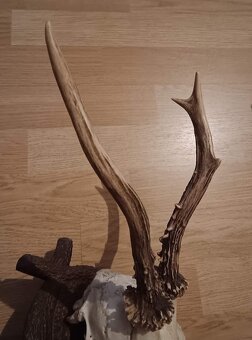 Trofej trofeje parohy parožie zhody,, - 4