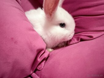 Zákrslý krallik SNOWY - 4