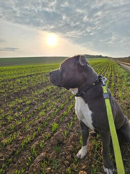 Americký stafordšírsky teriér - 4