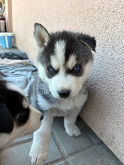 Sibírsky husky šteniatka - 4