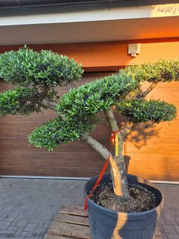 Predám Olivovník bonsai - 4