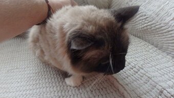 ragdoll,radgoll,dospelé mačky na predaj - 4