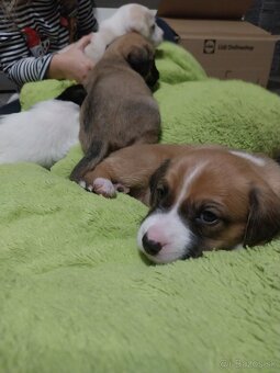 Darujem šteniatka - 4