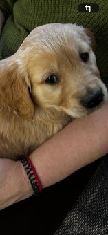 Golden retriver - 4