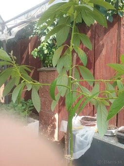 MANGO plus ÁVOKADO - 4