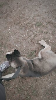 sibirsky husky - 4