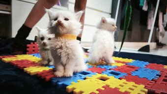 MAINE COON mačiatka , snehobiely kocurikovia - 4