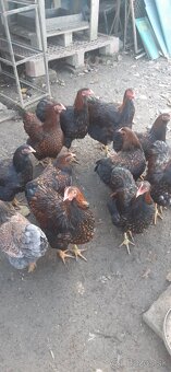 Wyandotka ZČL Veľká. Kohúty 2025. - 4