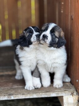 Moskovský strážny pes - 4