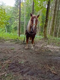 Predám ťažného žrebca - 4