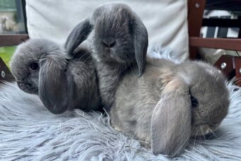 Minilop králičky - 4