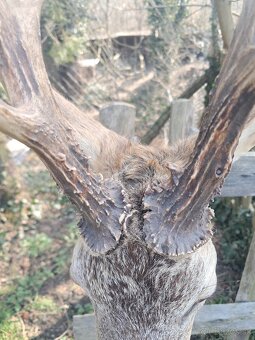 Preparát, trofej,parozie,trofeje - 4