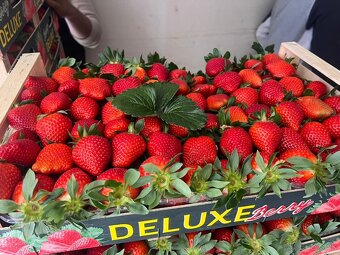 Jahody exclusiv stravberry - 4
