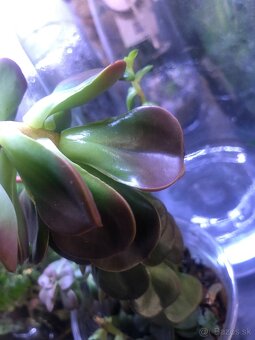 Sukulent pink moonstone a iné - 4