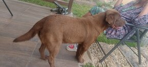Labrador na krytie - 4