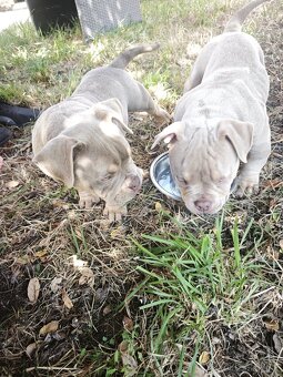 Exotické american bully, nie na chov - 4