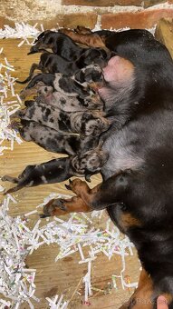 Blue merle jazvečík - 4