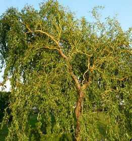Vŕba pokrútená, rýchlo rastúci strom. Salix erythroflexuosa - 4