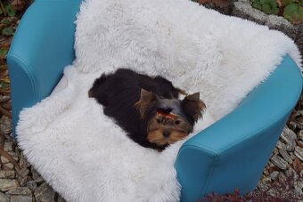 Yorkshire terrier - 4