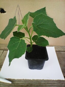 Cisársky strom Paulownia Shan tong,R-112,9502,,paotong z07 - 4