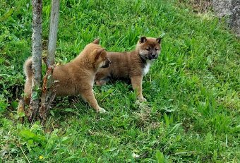 shiba inu - 4