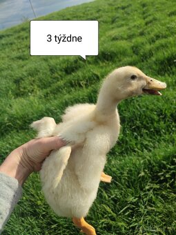 Brojlerove kacice kačky kacicky - 4
