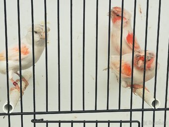 Kanariky, holubky, hyle - 4