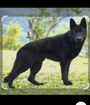 Nemecký ovčiak - 4