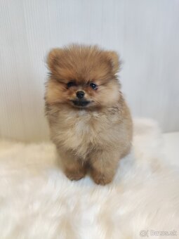 Pomeranian - 4