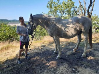 Prenájom valacha - 4