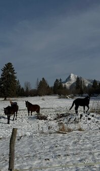 Predám pozemok pod Tatrami Východná - 4