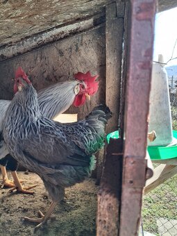 Vlaška Striebrokrka - 4