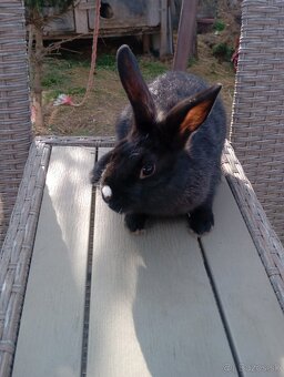 Holandský zakrslik - 4