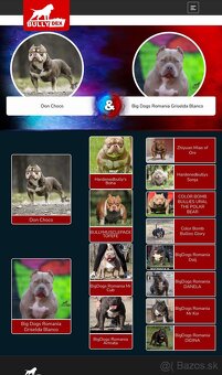 American bully s PP - 4