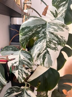 Monstera albo - 4
