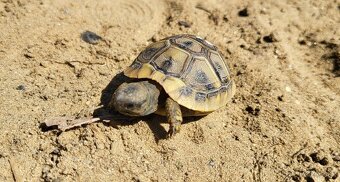 Suchozemska korynacka Testudo Hermanni - 4