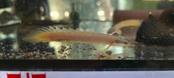 Polypterus senegalus Bichir - 4