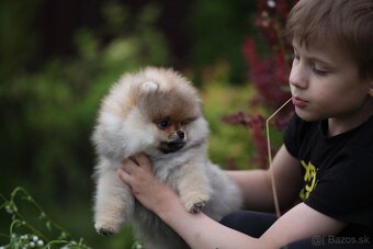 Štěňátko Teddy Bear s rodokmenem šampionů - 4