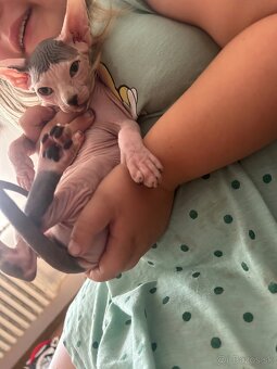Sphynx - 4