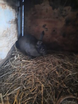 Krizence nemeckeho strakaca - 4