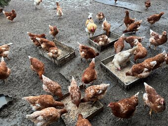 Vysokoznáškové nosnice / mládky - 4