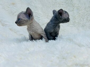 Devon Rex. Modré mačky na výber. Cena za jedného. z PP - 4