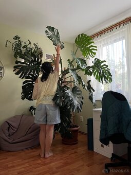Monstera deliciosa cca 2,4 m - 4
