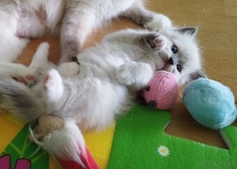 Ragdoll koťátka - 4