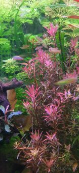 Akvatera, rastliny, krevetky , šváby a iné - 4