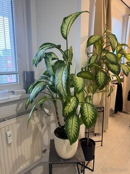 2x rastlina Dieffenbachia ‘Tropic’ – cca 100 cm – ⌀24 cm - 4